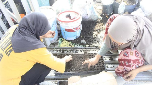 Potret Agrowisata Urban Farming Kelurahan Pajajaran