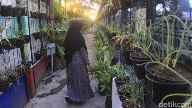 Potret Agrowisata Urban Farming Kelurahan Pajajaran