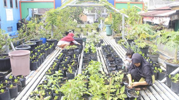 Potret Agrowisata Urban Farming Kelurahan Pajajaran