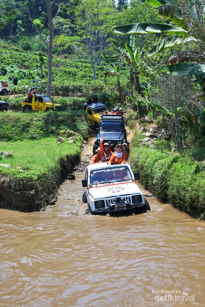 Foto: Sensasi Naik Jeep di Kebun Teh Kemuning, Aduhai Rasanya