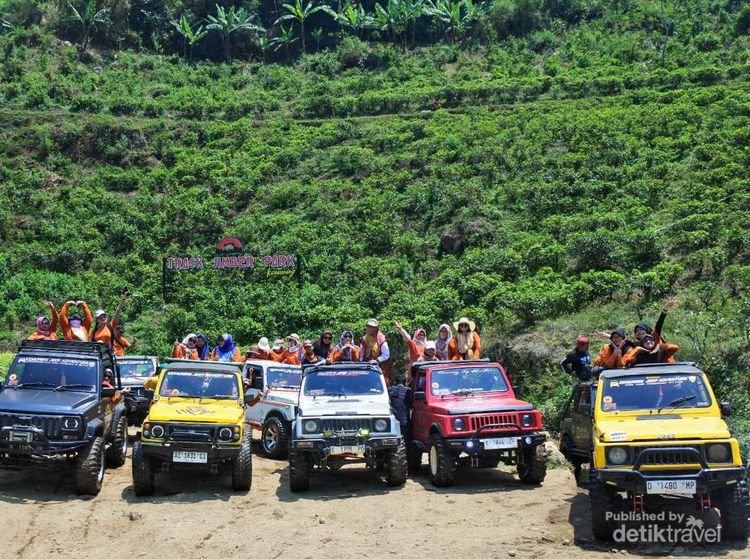 Foto: Sensasi Naik Jeep di Kebun Teh Kemuning, Aduhai Rasanya
