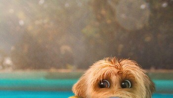 Imut banget anak bebeknya. Foto: (Bored Panda).