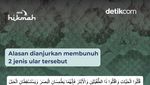 Alasan Nabi Muhammad Perintahkan Membunuh Ular
