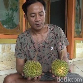 durian mini Lereng Semeru lumajang