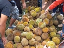 Murah Banget! Durian Rp 5 Ribuan di Banjarnegara Diserbu Pembeli