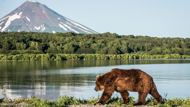 A brown bear near Kurile lake in front of Ilyinsky volcano in Kamchatka, Russia - perfect for wallpaper