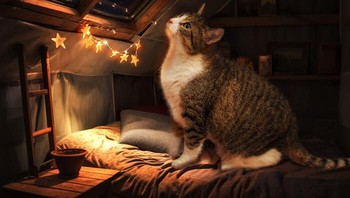 Lucu ya liat kucing yang fokus lihat bintang-bintang di langit. Foto: (Bored Panda).