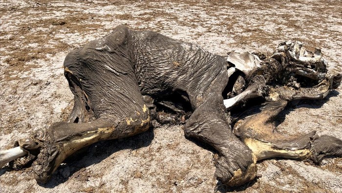Officials inspect the carcass of an elephant in Hwange National Park, Zimbabwe December 7, 2023 REUTERS/Nyasha Chingono