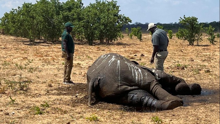 Officials inspect the carcass of an elephant in Hwange National Park, Zimbabwe December 7, 2023 REUTERS/Nyasha Chingono