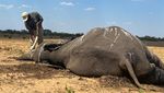 Puluhan Gajah Mati Kehausan di Zimbabwe Akibat Kekeringan Parah