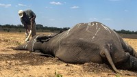 Populasi gajah di Taman Nasional Hwange berjumlah 45.000 ekor, dan seekor gajah dewasa membutuhkan 200 liter (53 galon) air setiap hari. Namun dengan berkurangnya sumber air, pompa bertenaga surya di 104 lubang bor atau sumur belum mampu menyedot air dalam jumlah yang cukup.  
