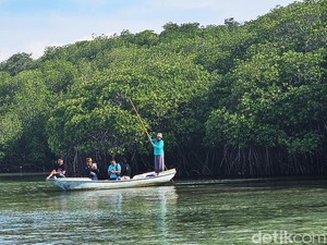 Manfaat Mangrove Atasi Polusi Udara yang Kian Mengancam Manusia