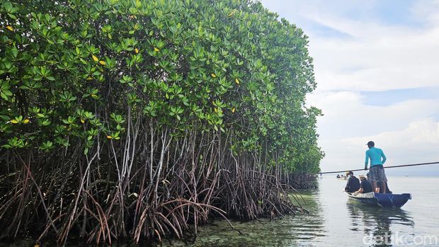 Wisata keliling kawasan hutan mangrove Nusa Lembongan dengan perahu tradisional, Minggu (10/12/2023). (Putu Krista/detikBali)