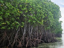 Serunya Naik Kano-Perahu Keliling Hutan Mangrove Nusa Lembongan Bali