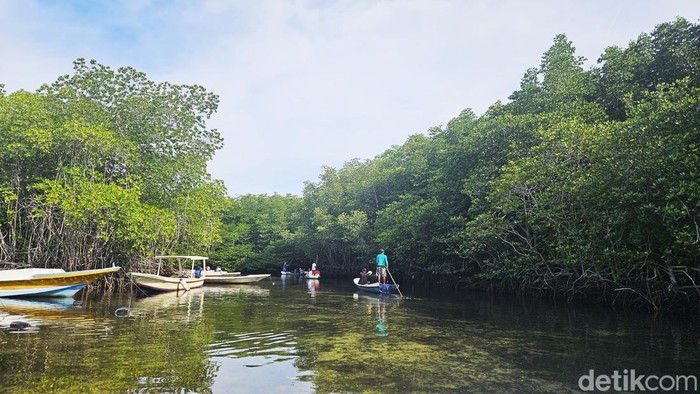 Wisata keliling kawasan hutan mangrove Nusa Lembongan dengan perahu tradisional, Minggu (10/12/2023). (Putu Krista/detikBali)