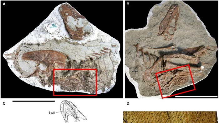 Fosil dinosaurus karnivora beserta mangsa di perutnya.