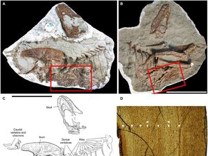 Fosil Dinosaurus Remaja Ini Ditemukan Lengkap dengan Makanan Terakhirnya, Tebak Apa!