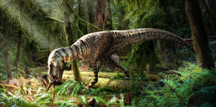 Gorgosaurus libratus