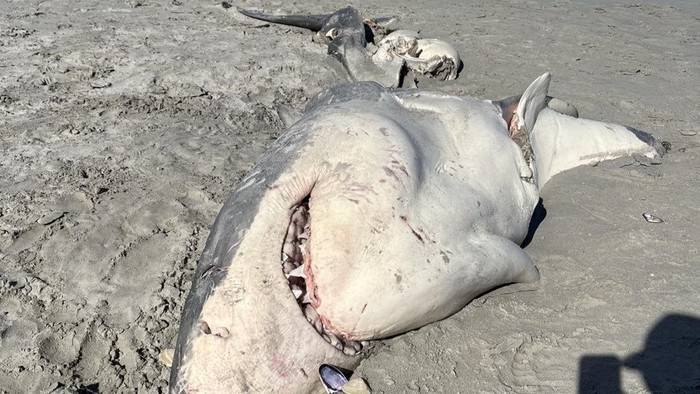 Hiu Putih Terdampar di Pantai Australia
