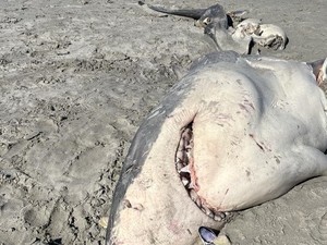 Hiu Putih Tak Utuh Terdampar di Pantai Australia, Peneliti Sebut karena Ulah Orca