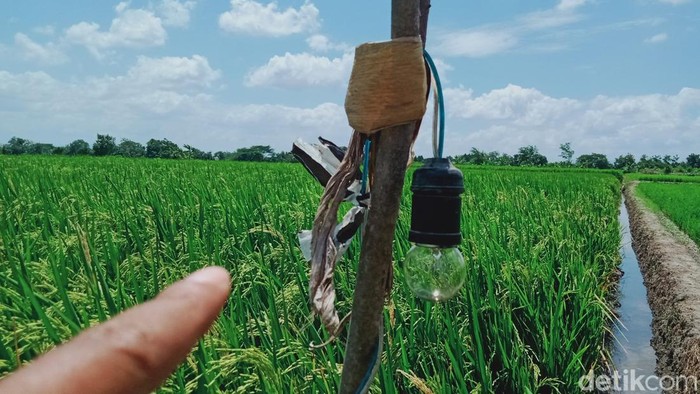 Jebakan tikus listrik yang dipasang di sawah tepi jalan Tegalgondo-Janti, Klaten.