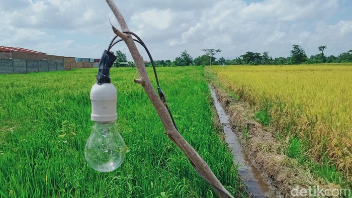 Jebakan tikus listrik yang dipasang di sawah tepi jalan Tegalgondo-Janti, Klaten.