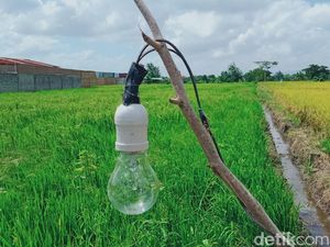 Petani Magetan Tewas Tersetrum Saat Perbaiki Jebakan Tikus di Sawah