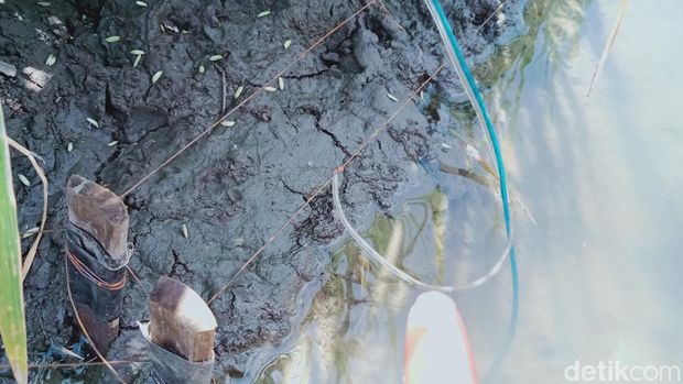 Jebakan tikus listrik yang dipasang di sawah tepi jalan Tegalgondo-Janti, Klaten.