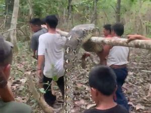 Nasib Ular Piton 5 Meter di Konsel Mati Ditebas gegara Mangsa Sapi Warga