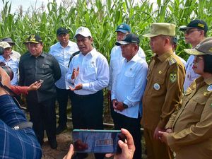 Beredar Kabar Jagung di Food Estate dalam Pot, Mentan Langsung Bantah