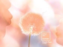 Peach Fuzz Jadi Tren Warna 2024 Versi Pantone, Perpaduan Pink dan Oranye