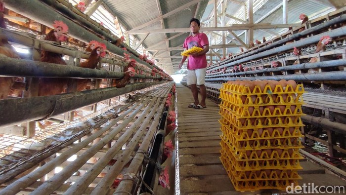 Peternak Ayam Petelur di Ciamis sedang mengumpulkan telur di kandang ayam Dusun Cigebot, Desa Muktisari, Kecamatan Cipaku, Ciamis.