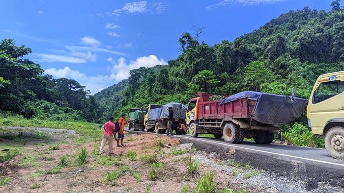 Polisi mengamankan 6 truk memuat 628 kayu ilegal di Tambrauw, Papua Barat Daya.