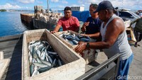 Ikan yang ditangkap nelayan sebagian besar merupakan ikan cakalang.