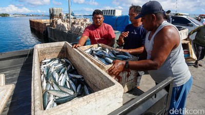 Potret Aktivitas Jual Beli Ikan Pelabuhan Tobelo