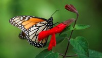 Setiap tahun, raja yang bermigrasi melakukan perjalanan hingga 2.000 mil (3.000 km) dari Amerika Serikat bagian timur dan Kanada untuk menghabiskan musim dingin di hutan di bagian tengah dan barat Meksiko.  
