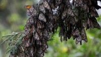 Menurut beberapa laporan, populasinya telah stabil. Persatuan Internasional untuk Konservasi Alam (IUCN) telah meningkatkan spesies ini dari “terancam punah” menjadi “rentan”.  