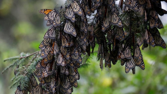 Potret Kupu-kupu Raja Migrasi ke Meksiko demi Hindari Dingin Monarch butterflies fly over Sierra Chincua butterfly sanctuary in Angangeo, Michoacan state, Mexico December 6, 2023. REUTERS/Raquel Cunha TPX IMAGES OF THE DAY
