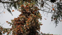 Kupu-kupu raja beristirahat di pohon di Sierra Chincua suaka kupu-kupu di Angangeo, negara bagian Michoacan, Meksiko pada 6 Desember 2023.