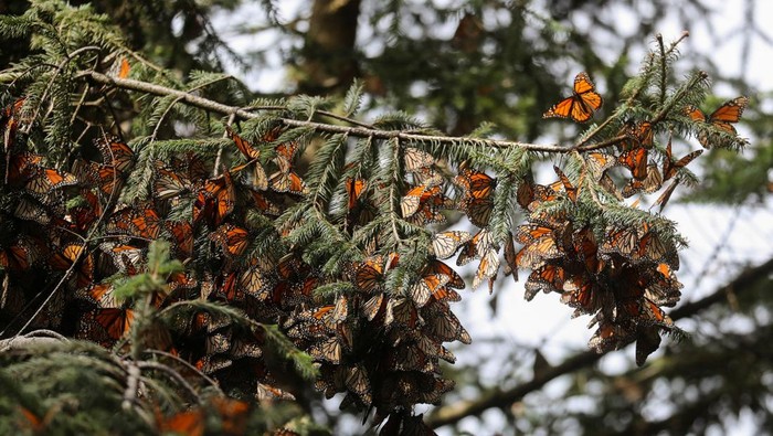 Potret Kupu-kupu Raja Migrasi ke Meksiko demi Hindari Dingin Monarch butterflies fly over Sierra Chincua butterfly sanctuary in Angangeo, Michoacan state, Mexico December 6, 2023. REUTERS/Raquel Cunha TPX IMAGES OF THE DAY