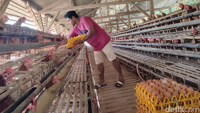 Seorang pria tengah memungut telur di sebuah peternakan di Ciamis.