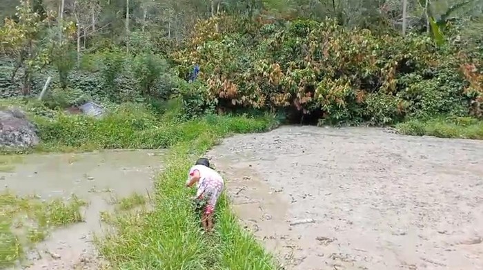Tiga hektare sawah di Toraja Utara rusak parah akibat banjir lumpur. Dokumen Istimewa