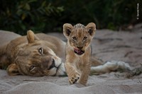 Wildlife Photograher of The Year 2023