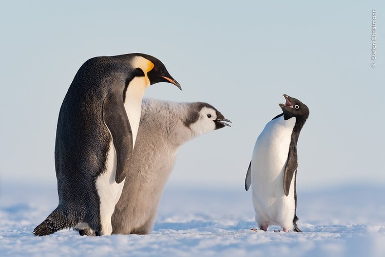 Wildlife Photograher of The Year 2023