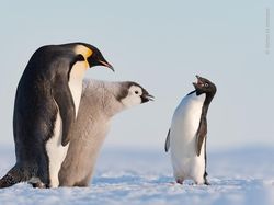 Foto Satwa Liar Favorit Bikin Terkesima & Terenyuh, Ada Indonesia