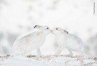Wildlife Photograher of The Year 2023