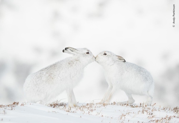 Wildlife Photograher of The Year 2023