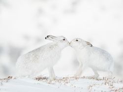 Foto Satwa Liar Favorit Bikin Terkesima & Terenyuh, Ada Indonesia