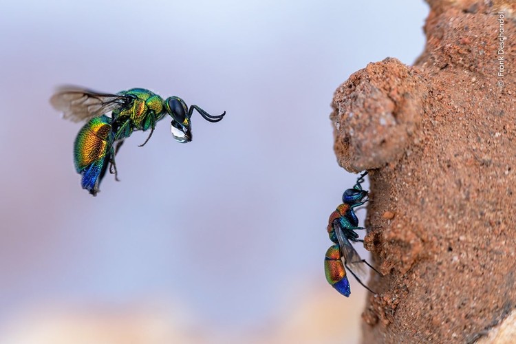 Wildlife Photograher of The Year 2023