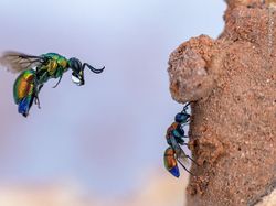 Foto Satwa Liar Favorit Bikin Terkesima & Terenyuh, Ada Indonesia